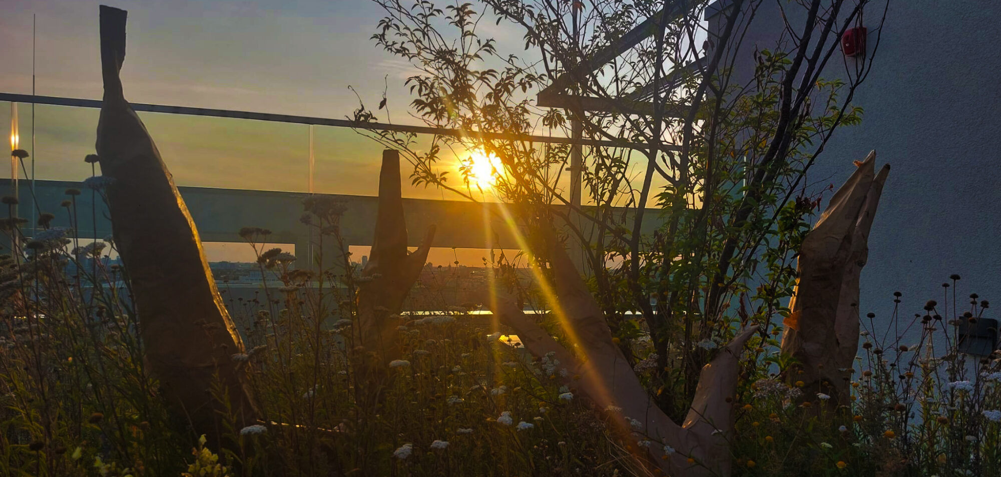 Abgebildet ist ein Sonnenuntergang auf einer Dachterrasse. Im Vordergrund befinden sich Schirme und Sträucher. Der Himmel ist leicht orange gefärbt.